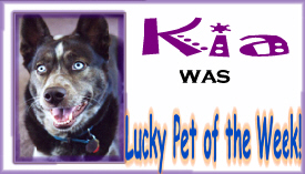 Lucky Pet of the Week